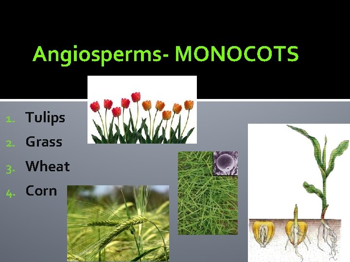 Angiosperms- MONOCOTS 1. Tulips 2. Grass 3. Wheat 4. Corn 