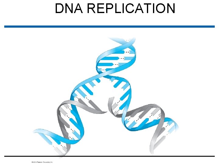 DNA REPLICATION 