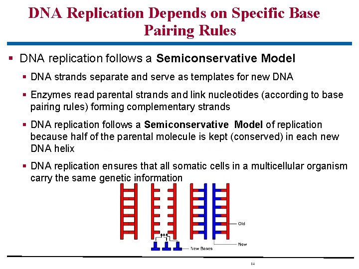 DNA Replication Depends on Specific Base Pairing Rules § DNA replication follows a Semiconservative