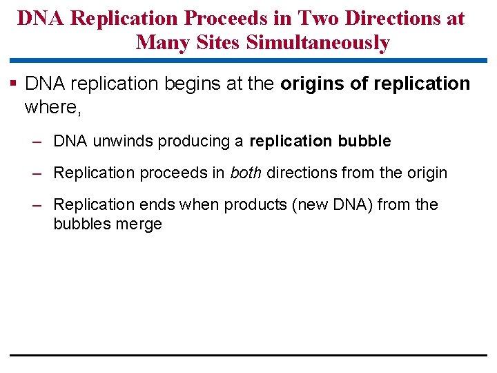 DNA Replication Proceeds in Two Directions at Many Sites Simultaneously § DNA replication begins