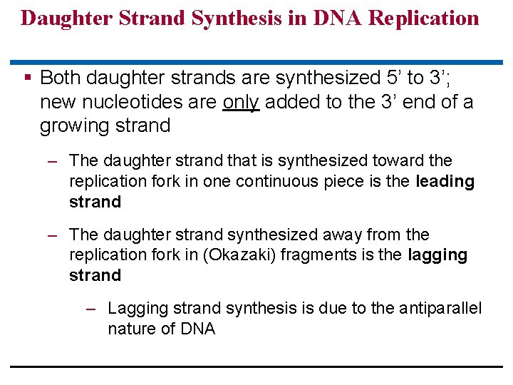 Daughter Strand Synthesis in DNA Replication § Both daughter strands are synthesized 5’ to