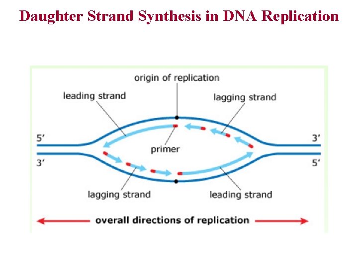 Daughter Strand Synthesis in DNA Replication 