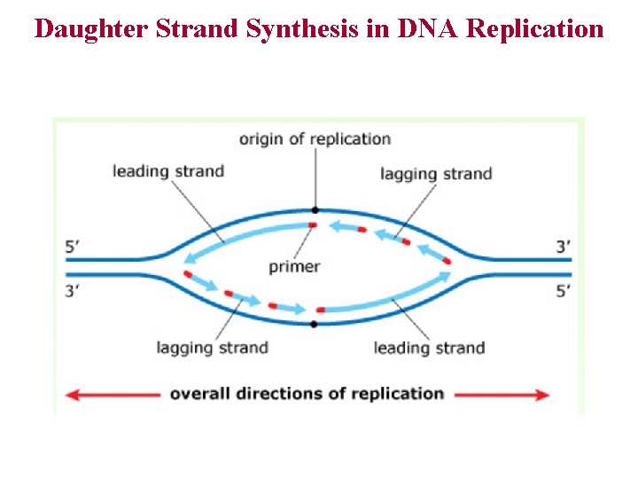 Daughter Strand Synthesis in DNA Replication 