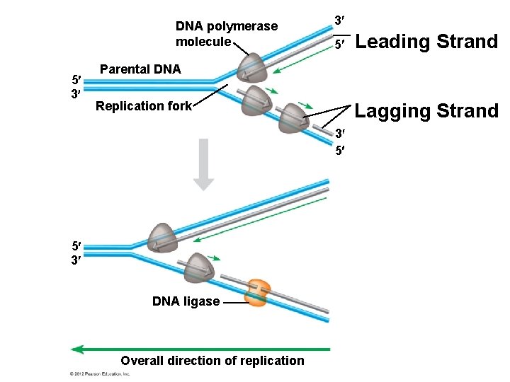 DNA polymerase molecule 5 3 3 5 Leading Strand Parental DNA Replication fork Lagging