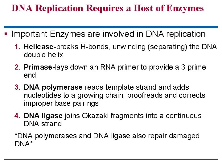 DNA Replication Requires a Host of Enzymes § Important Enzymes are involved in DNA