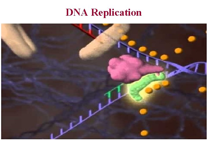 DNA Replication 