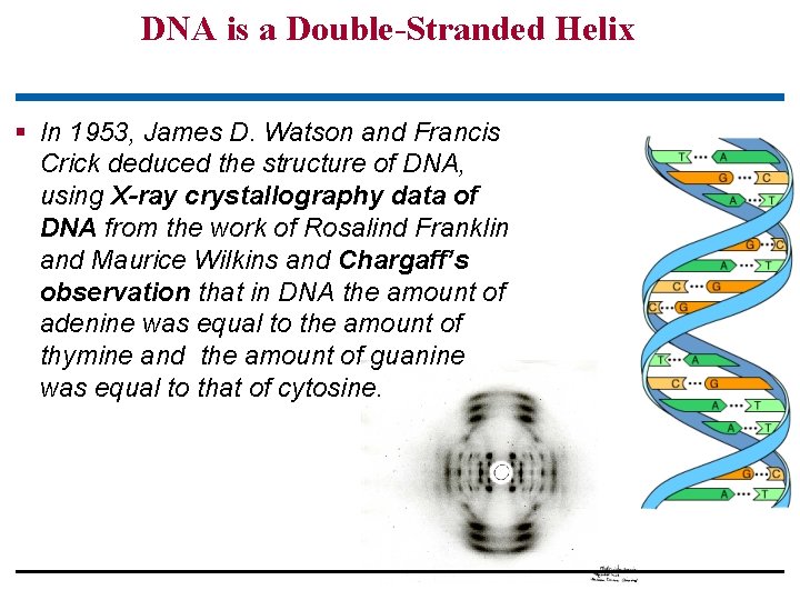 DNA is a Double-Stranded Helix § In 1953, James D. Watson and Francis Crick