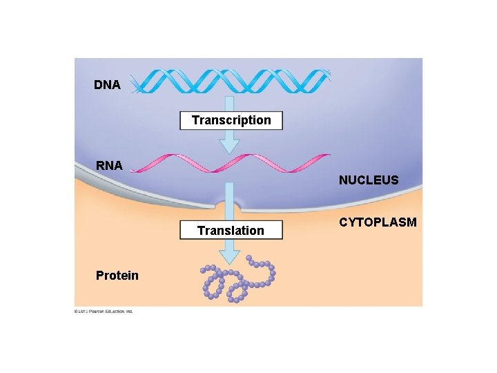 DNA Transcription RNA NUCLEUS Translation Protein CYTOPLASM 