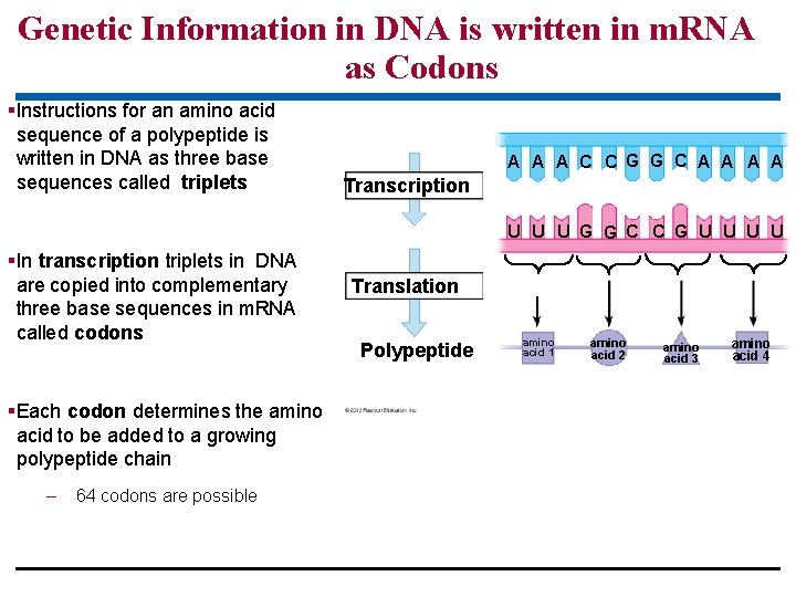 Genetic Information in DNA is written in m. RNA as Codons §Instructions for an