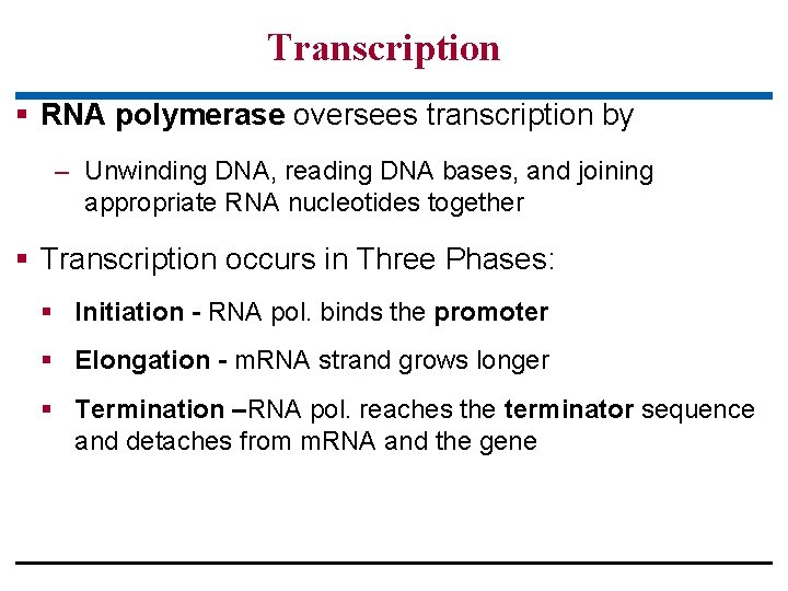 Transcription § RNA polymerase oversees transcription by – Unwinding DNA, reading DNA bases, and