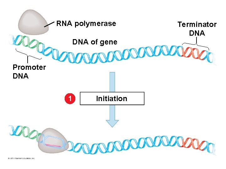 RNA polymerase DNA of gene Promoter DNA 1 Initiation Terminator DNA 