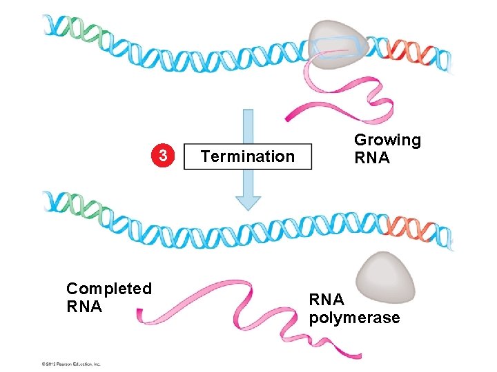 3 Completed RNA Termination Growing RNA polymerase 