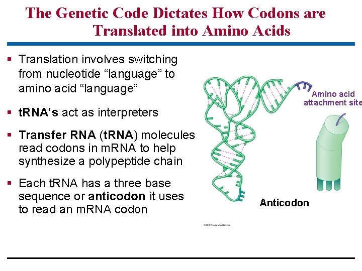The Genetic Code Dictates How Codons are Translated into Amino Acids § Translation involves