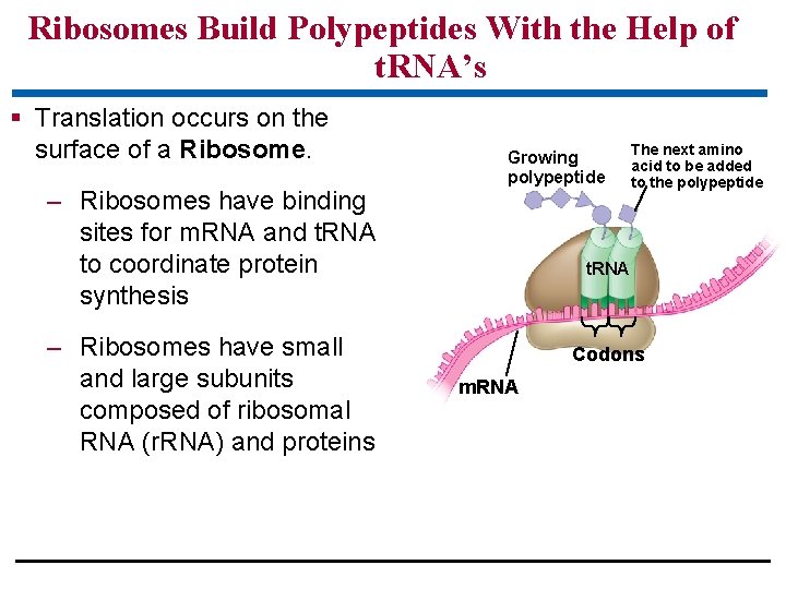 Ribosomes Build Polypeptides With the Help of t. RNA’s § Translation occurs on the