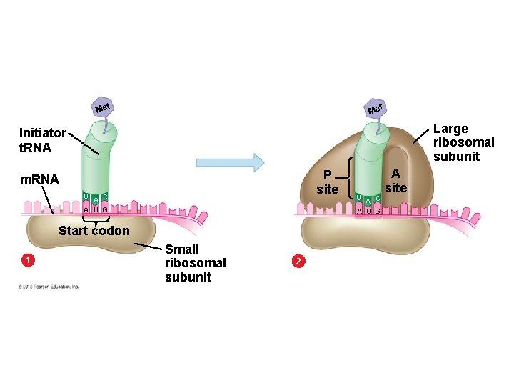 Met Large ribosomal subunit Initiator t. RNA P site m. RNA U A C