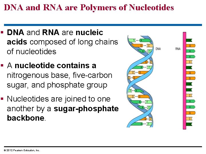 DNA and RNA are Polymers of Nucleotides § DNA and RNA are nucleic acids