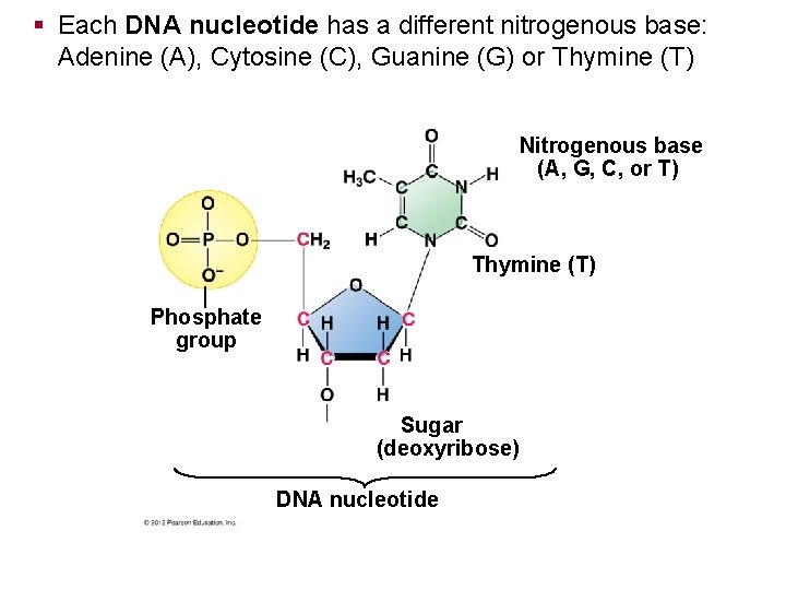 § Each DNA nucleotide has a different nitrogenous base: Adenine (A), Cytosine (C), Guanine