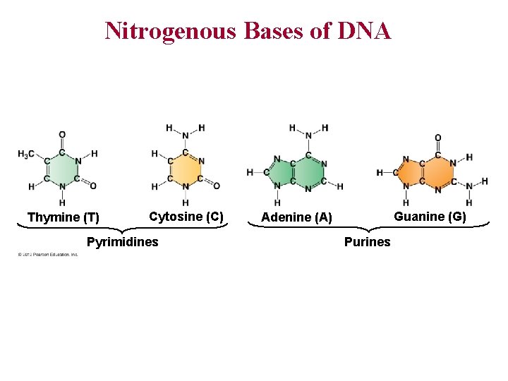Nitrogenous Bases of DNA Thymine (T) Cytosine (C) Pyrimidines Guanine (G) Adenine (A) Purines