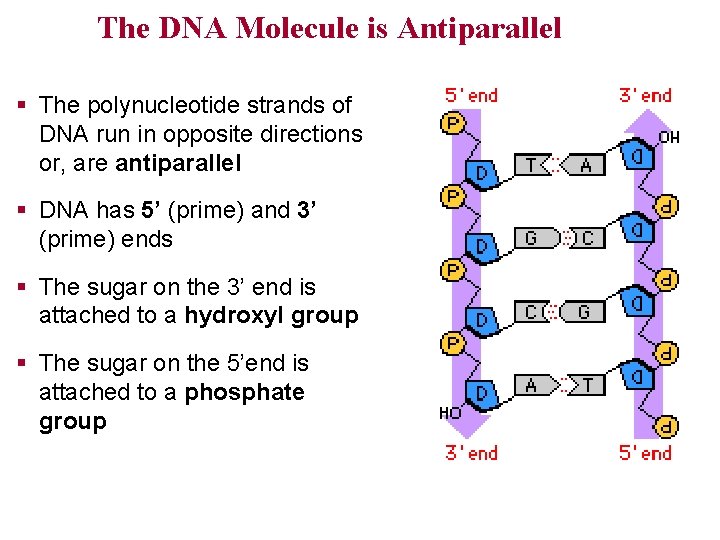 The DNA Molecule is Antiparallel § The polynucleotide strands of DNA run in opposite