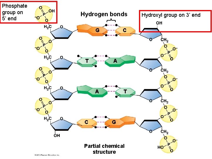 Phosphate group on 5’ end Hydrogen bonds G T C A A C T