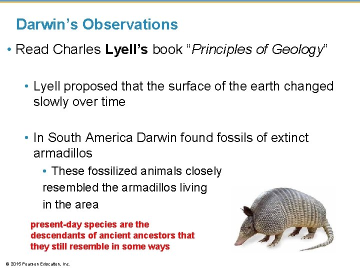 Darwin’s Observations • Read Charles Lyell’s book “Principles of Geology” • Lyell proposed that