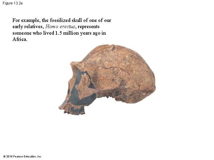 Figure 13. 2 a For example, the fossilized skull of one of our early