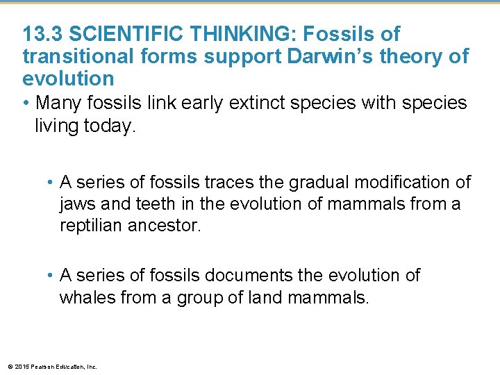 13. 3 SCIENTIFIC THINKING: Fossils of transitional forms support Darwin’s theory of evolution •