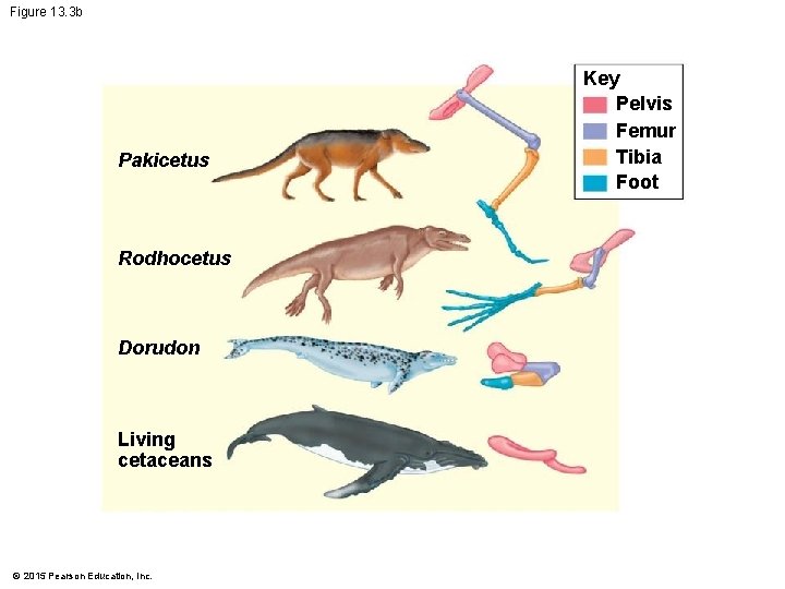 Figure 13. 3 b Pakicetus Rodhocetus Dorudon Living cetaceans © 2015 Pearson Education, Inc.