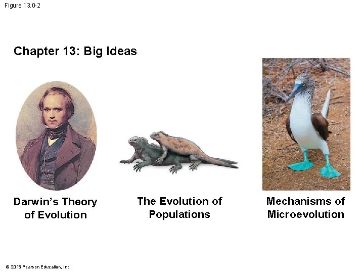 Figure 13. 0 -2 Chapter 13: Big Ideas Darwin’s Theory of Evolution © 2015