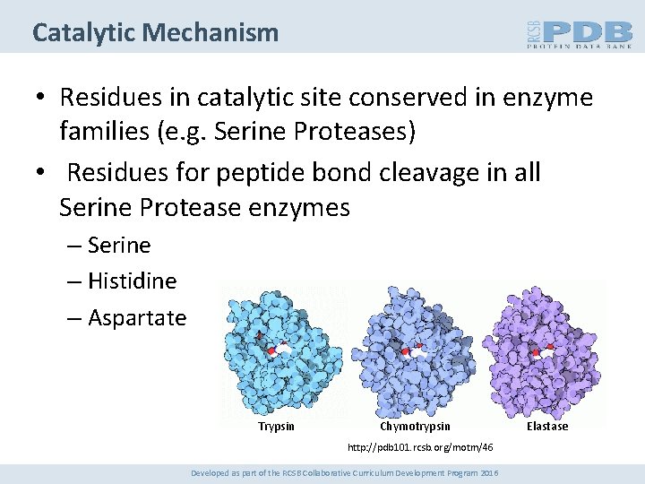 Catalytic Mechanism • Residues in catalytic site conserved in enzyme families (e. g. Serine