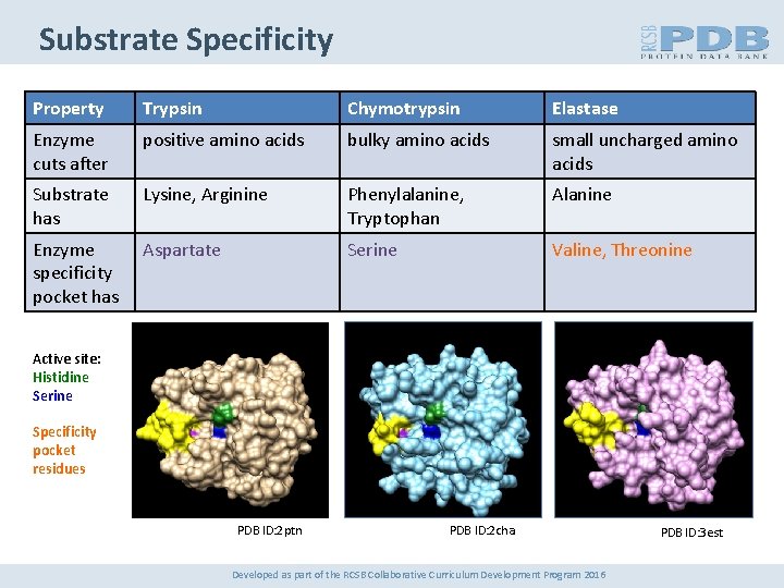 Substrate Specificity Property Trypsin Chymotrypsin Elastase Enzyme cuts after positive amino acids bulky amino