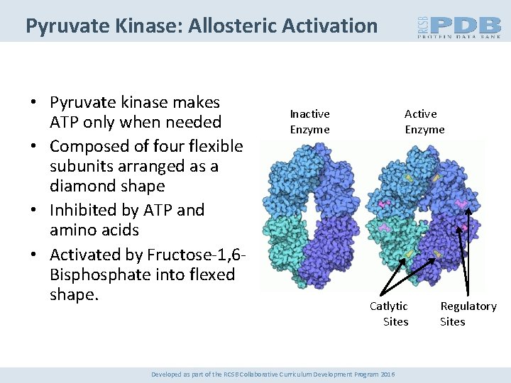 Pyruvate Kinase: Allosteric Activation • Pyruvate kinase makes ATP only when needed • Composed