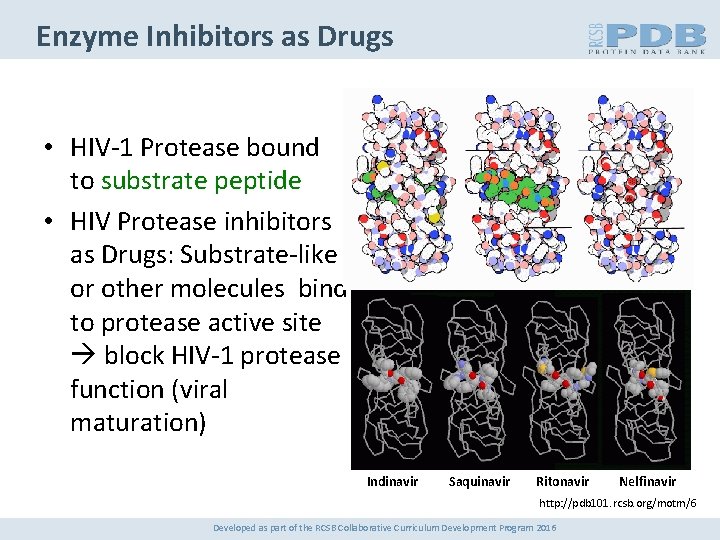 Enzyme Inhibitors as Drugs • HIV-1 Protease bound to substrate peptide • HIV Protease