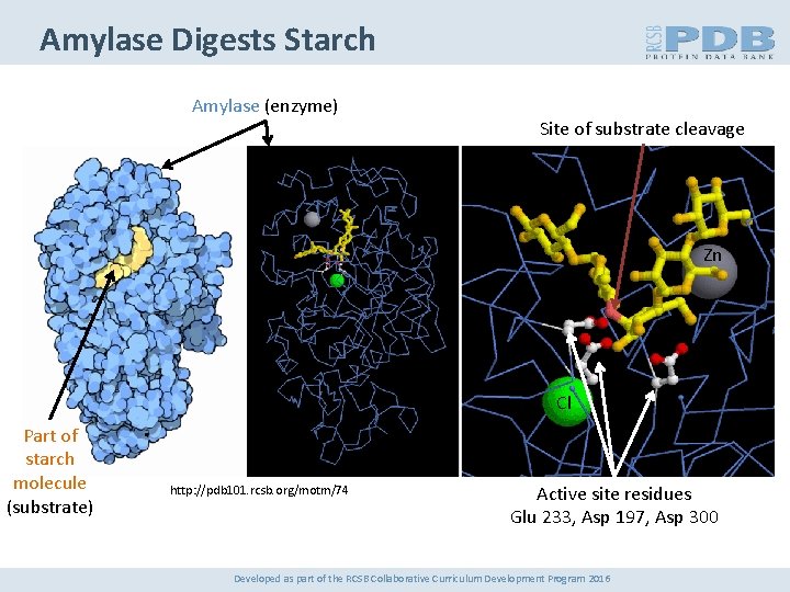 Amylase Digests Starch Amylase (enzyme) Site of substrate cleavage Zn Cl Part of starch