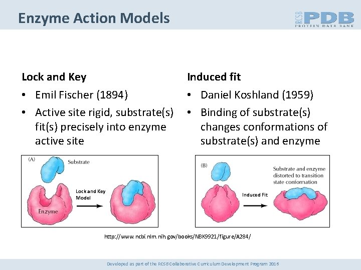 Enzyme Action Models Lock and Key Induced fit • Emil Fischer (1894) • Active