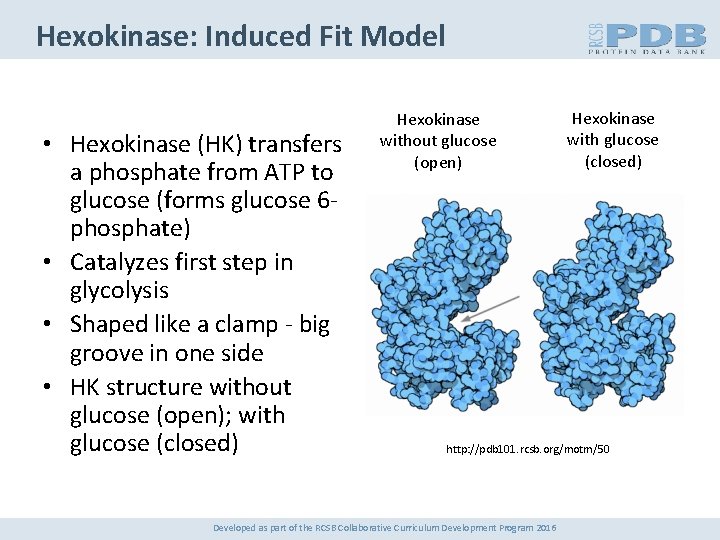 Hexokinase: Induced Fit Model • Hexokinase (HK) transfers a phosphate from ATP to glucose
