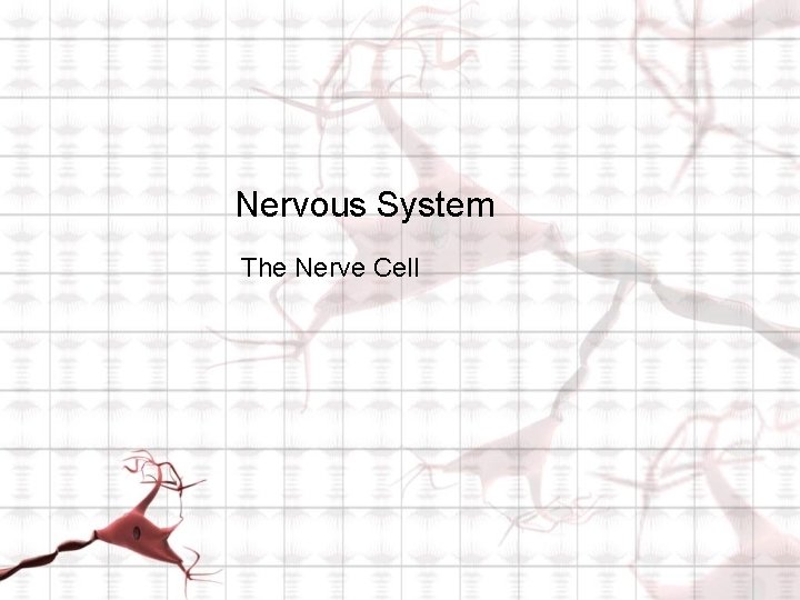 Nervous System The Nerve Cell 