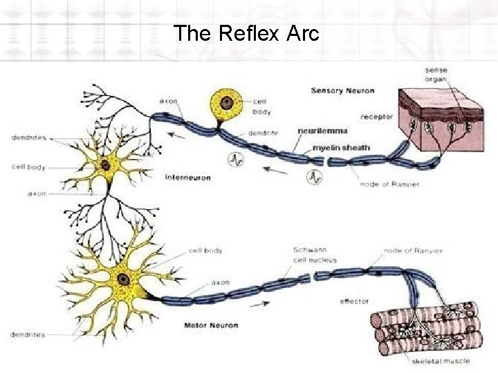 The Reflex Arc 