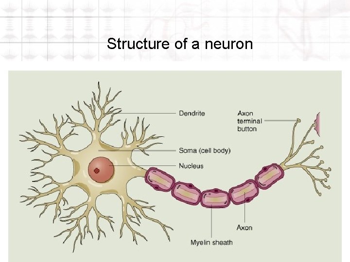 Structure of a neuron 