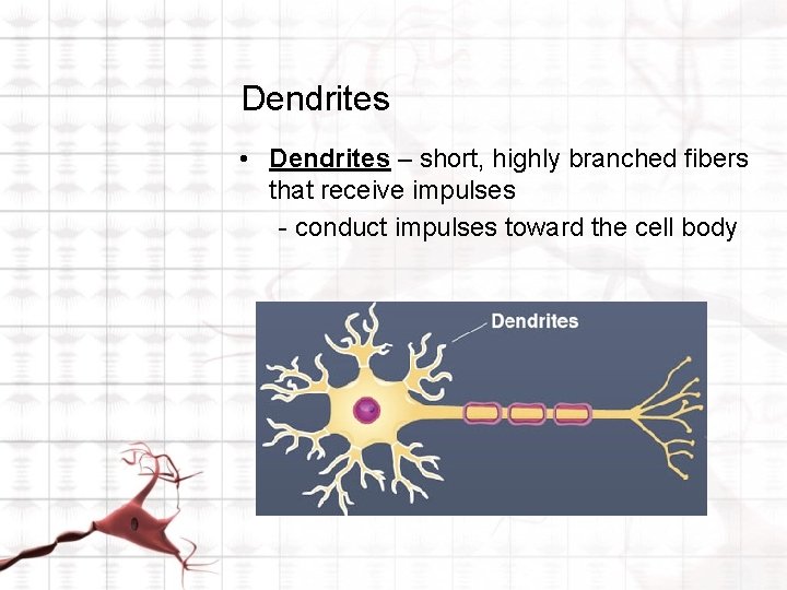Dendrites • Dendrites – short, highly branched fibers that receive impulses - conduct impulses