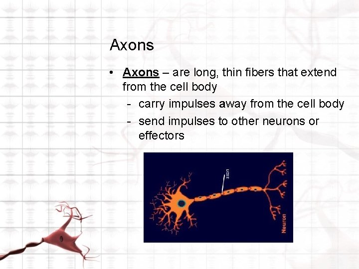 Axons • Axons – are long, thin fibers that extend from the cell body