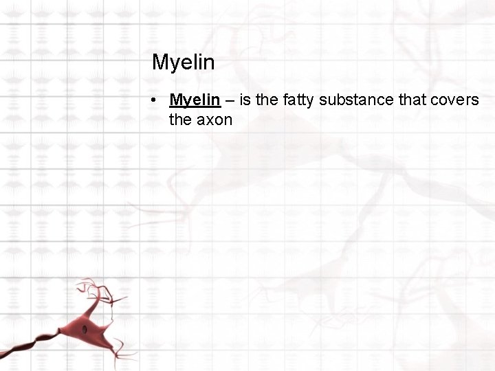 Myelin • Myelin – is the fatty substance that covers the axon 