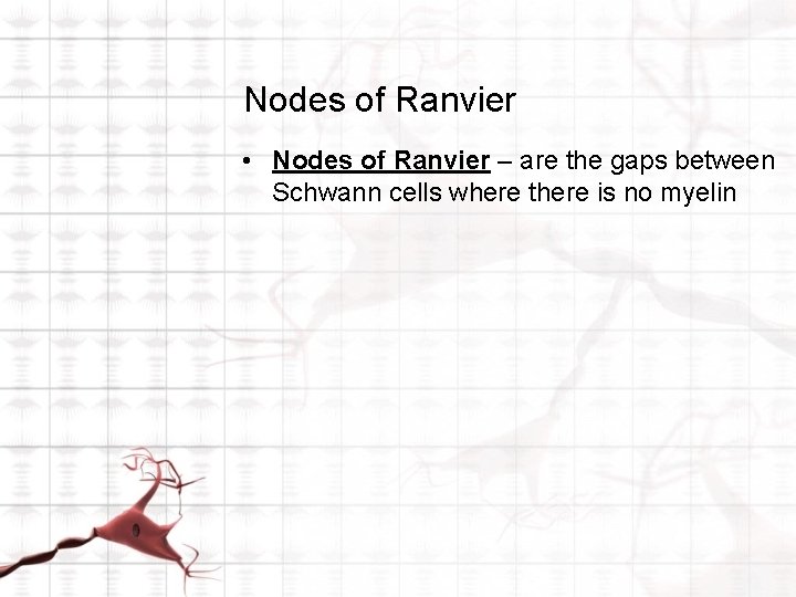Nodes of Ranvier • Nodes of Ranvier – are the gaps between Schwann cells