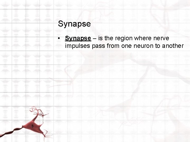 Synapse • Synapse – is the region where nerve impulses pass from one neuron