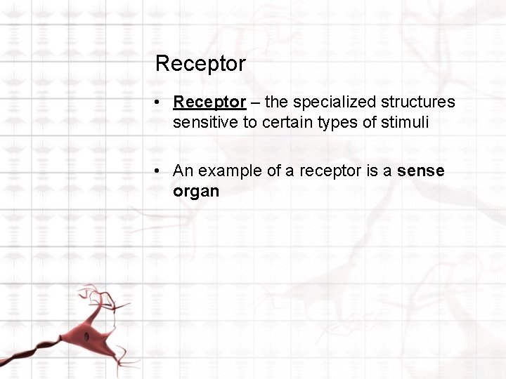 Receptor • Receptor – the specialized structures sensitive to certain types of stimuli •