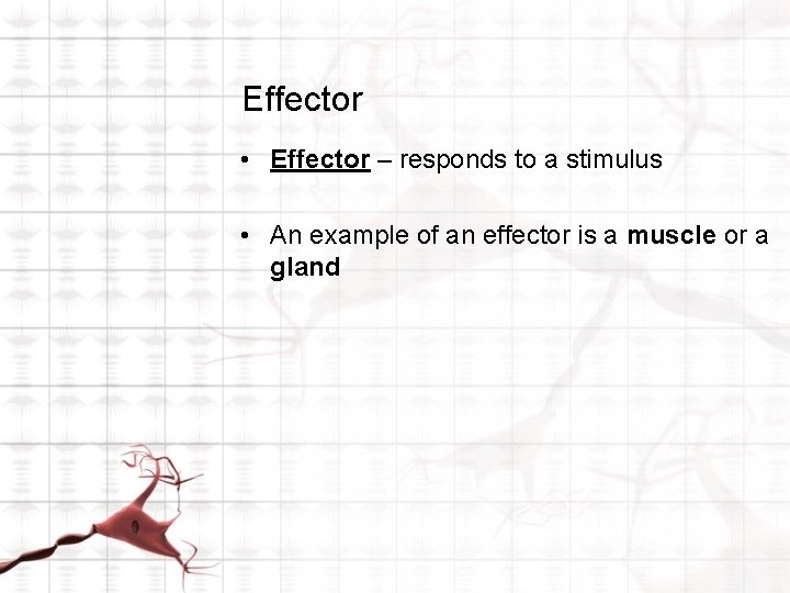 Effector • Effector – responds to a stimulus • An example of an effector