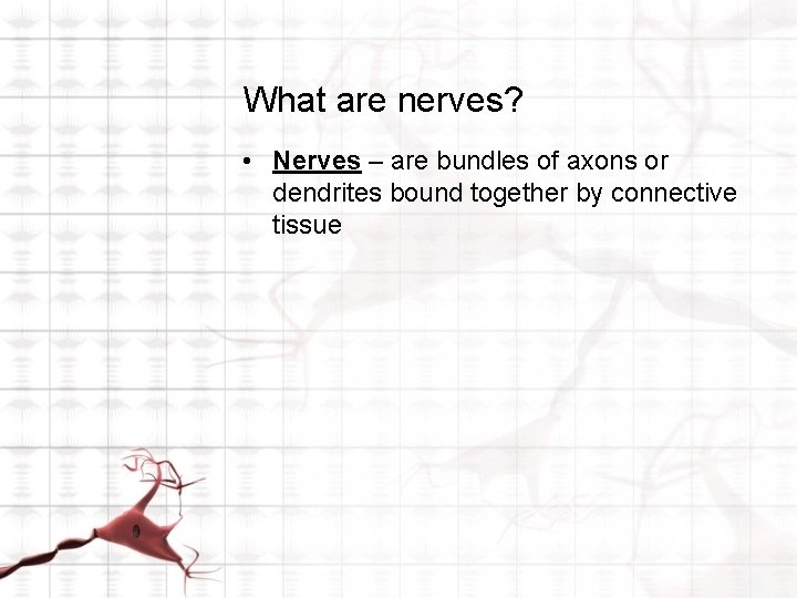 What are nerves? • Nerves – are bundles of axons or dendrites bound together