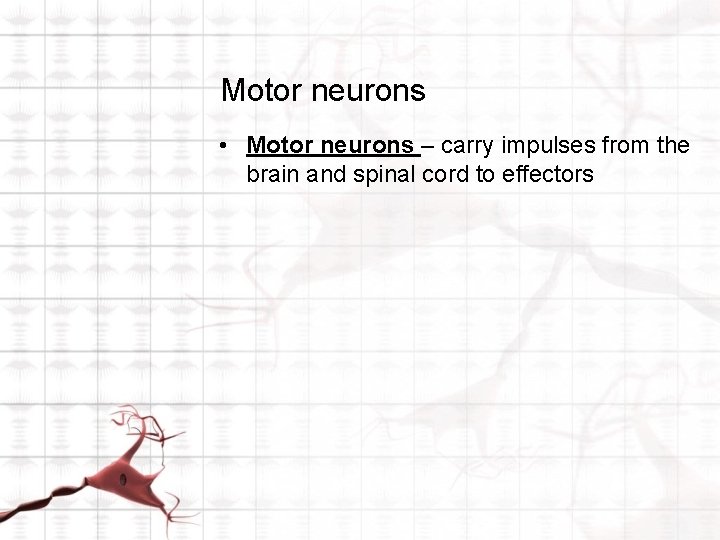 Motor neurons • Motor neurons – carry impulses from the brain and spinal cord