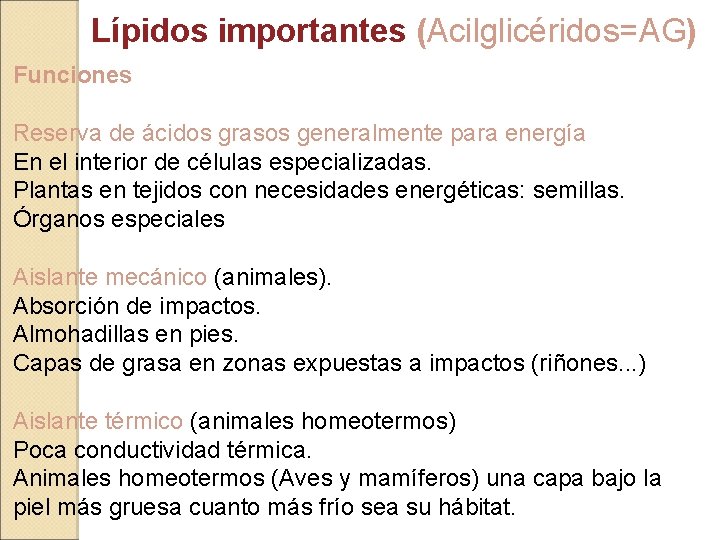 Lípidos importantes (Acilglicéridos=AG) Funciones Reserva de ácidos grasos generalmente para energía En el interior