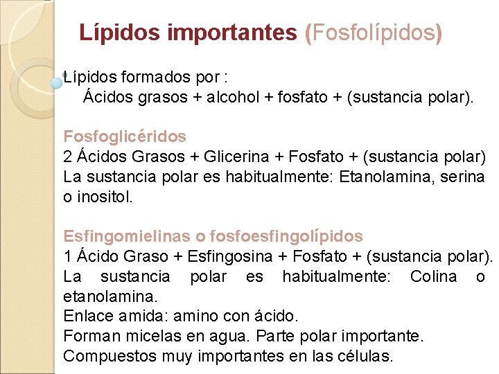 Lípidos importantes (Fosfolípidos) Lípidos formados por : Ácidos grasos + alcohol + fosfato +